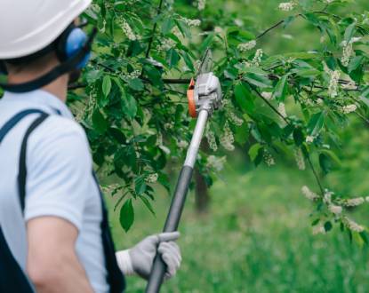 <p style="font-family: 'Poppins', sans-serif; font-weight: 700; font-size:24px;">TREE PRUNING</p>